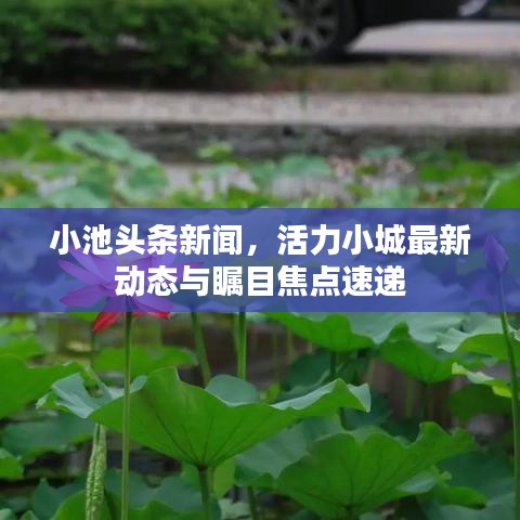 小池头条新闻，活力小城最新动态与瞩目焦点速递