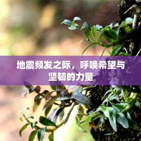 地震频发之际，呼唤希望与坚韧的力量