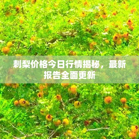 刺梨价格今日行情揭秘，最新报告全面更新
