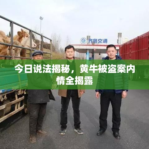 今日说法揭秘，黄牛被盗案内情全揭露