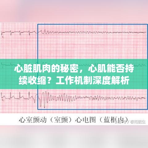 心脏肌肉的秘密，心肌能否持续收缩？工作机制深度解析