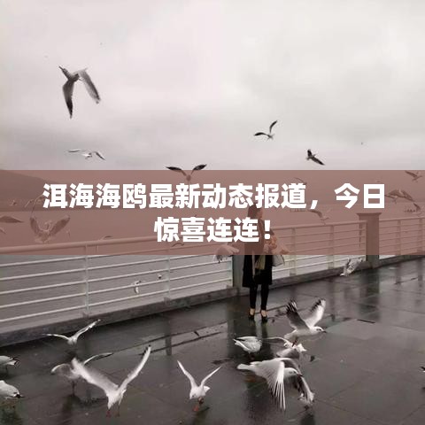 洱海海鸥最新动态报道，今日惊喜连连！