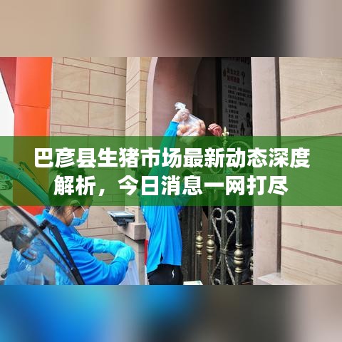 巴彦县生猪市场最新动态深度解析，今日消息一网打尽
