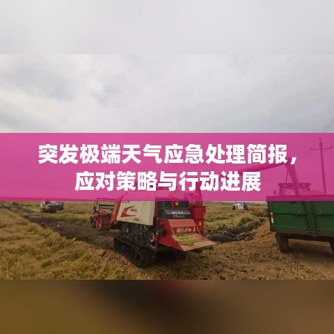 突发极端天气应急处理简报，应对策略与行动进展