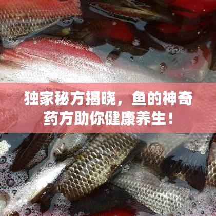 独家秘方揭晓，鱼的神奇药方助你健康养生！