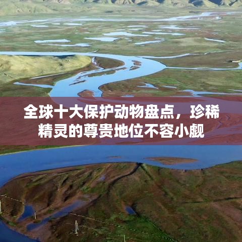 全球十大保护动物盘点，珍稀精灵的尊贵地位不容小觑