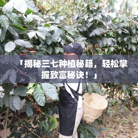 「揭秘三七种植秘籍，轻松掌握致富秘诀！」