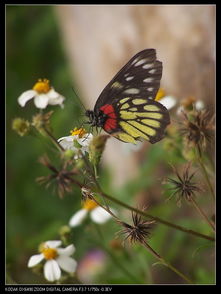 2版本同美版蝴蝶官方下载,快速方案执行_DX版1_v6.373