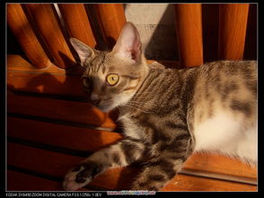 dx 最新版本与猫咪官方 下载,可靠计划执行策略_HDR_v1.253